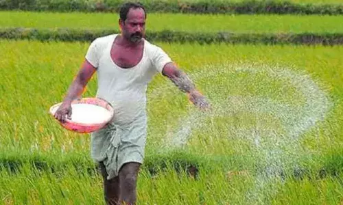 डीएपी की कमी को एनपीके और एसएसपी से करेंगे पूरा