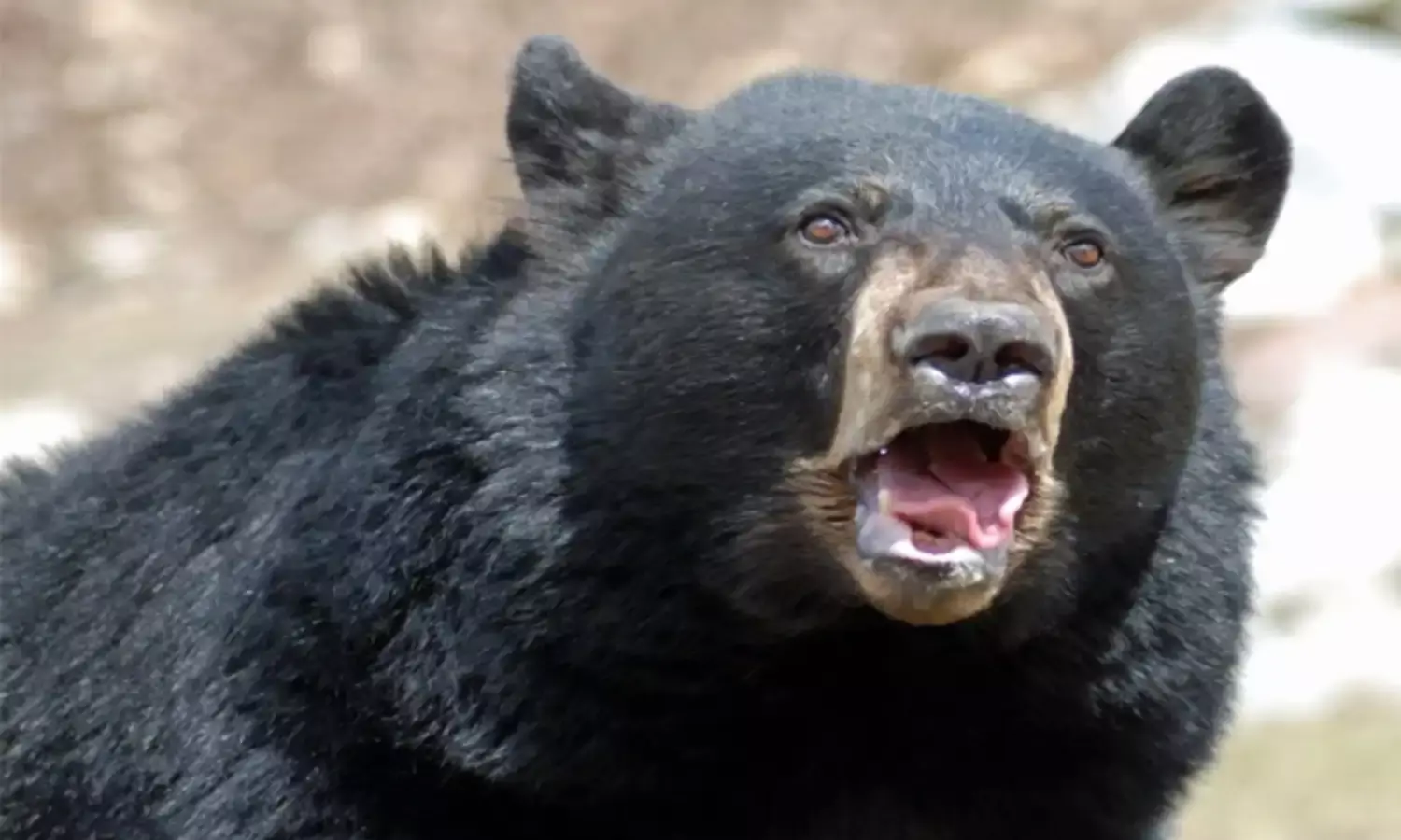 एकत्रित होकर ग्रामीणों ने पीट-पीट कर भालू को भी उतारा मौत के घाट…