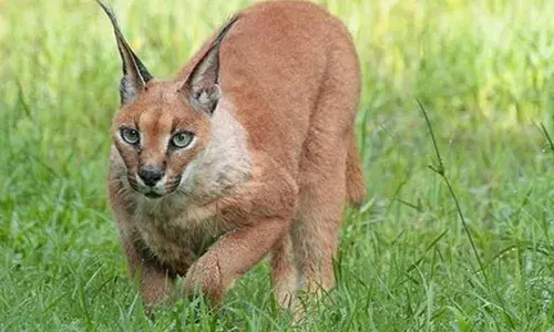 वन्य संरक्षण की बड़ी सफलता,  गांधी सागर अभयारण्य में दिखा दुर्लभ स्याहगोश