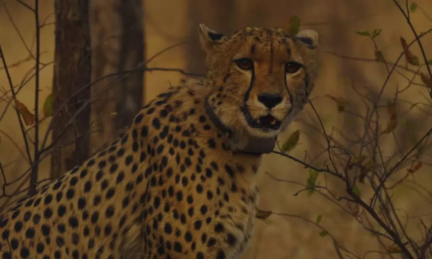 कूनो नेशनल पार्क में आठ साल मादा चीता नभा की मौत, एक हफ्ते से जारी था इलाज