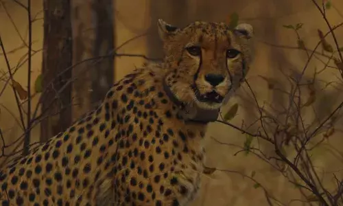 कूनो नेशनल पार्क में आठ साल मादा चीता नभा की मौत, एक हफ्ते से जारी था इलाज