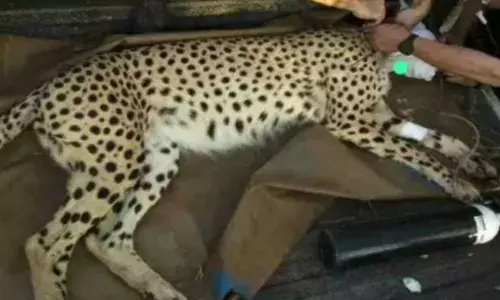 नामीबिया से लाई गई मादा चीता ‘नाभा’ की मौत, इस वजह से गई जान…