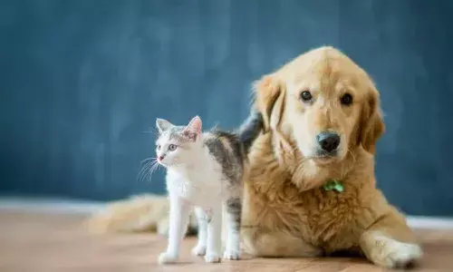 अब आप भी समझ पाएंगे आपके Pets का दर्द, लंदन में खुला AI टेक्नोलॉजी बेस्ड सेंटर