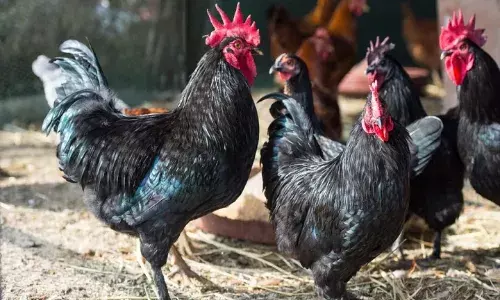 नार्मदीय ब्राह्मण समाज का फूटा गुस्सा, कार्रवाई की मांग तेज…