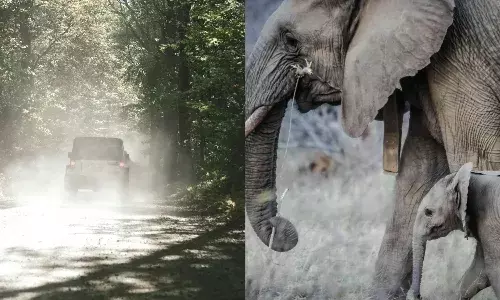 मानसून में वाइल्ड लाइफ सेंचुरी घूमने का हैं कोई प्लान, तो दिल्ली के पास इन जगहों पर करें एडवेंचर