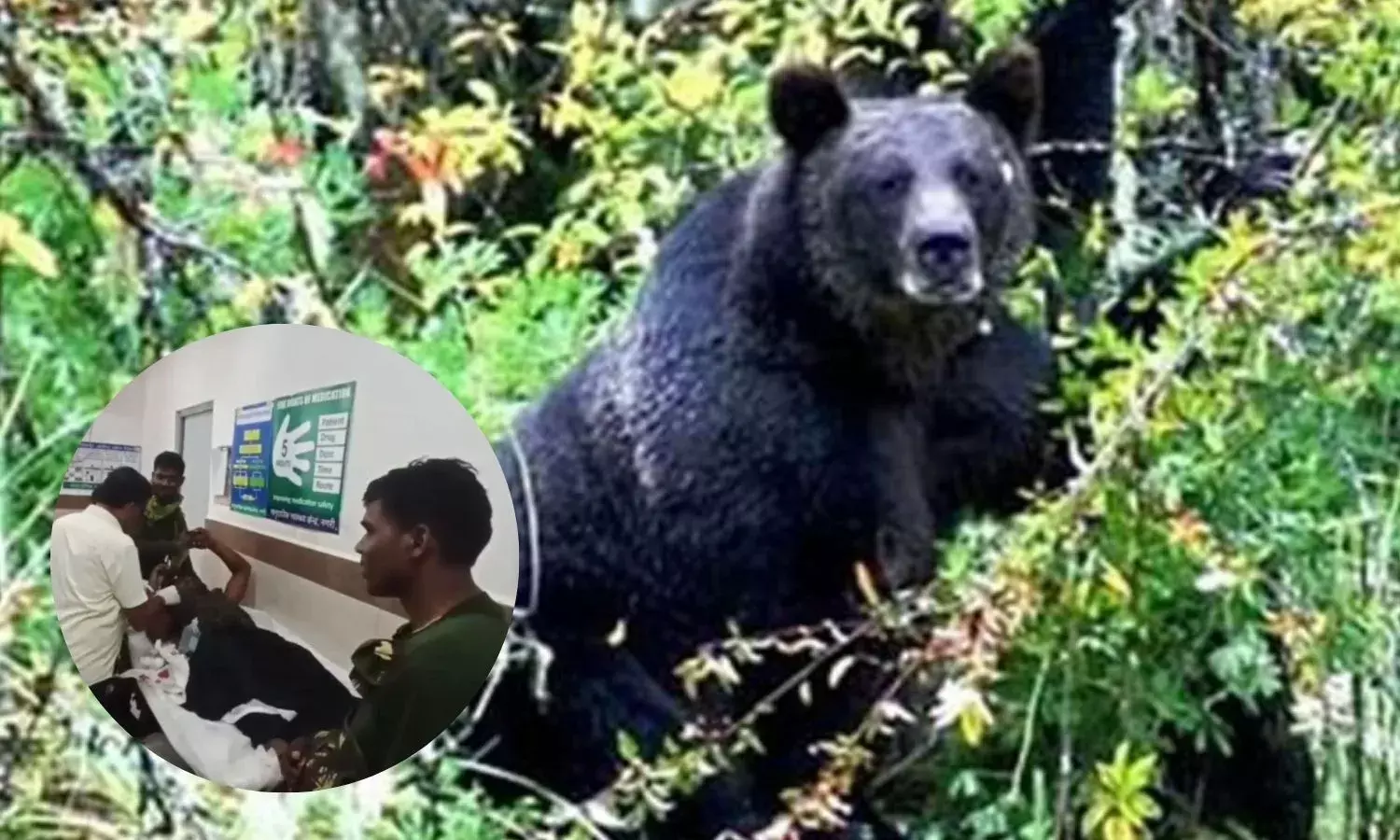 जंगल में सर्चिंग कर रहे DRG जवानों पर भालुओं ने किया हमला, जवान गंभीर रूप से घायल