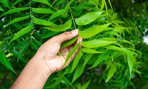 रोज सुबह खाली पेट चबाएं नीम की हरी पत्तियां, हफ्ते भर में दिखने लगेंगे कई फायदे
