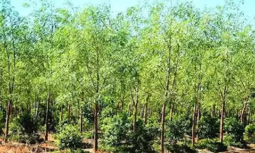 सागौन-साल के साथ दिखेंगे चंदन के जंगल…