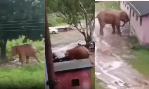 किसान समेत 2 की मौत, गांव में दहशत का माहौल