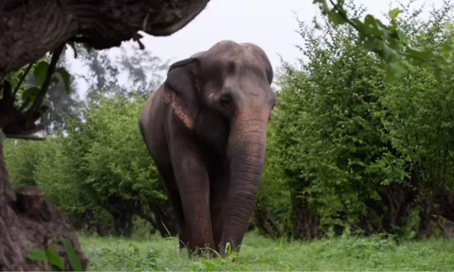 माधुरी की होगी वापसी; वंतारा सुप्रीम कोर्ट में महाराष्ट्र सरकार के साथ, कोल्हापुर में बनेगा पुनर्वास केंद्र