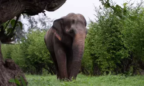 माधुरी की होगी वापसी; वंतारा सुप्रीम कोर्ट में महाराष्ट्र सरकार के साथ, कोल्हापुर में बनेगा पुनर्वास केंद्र