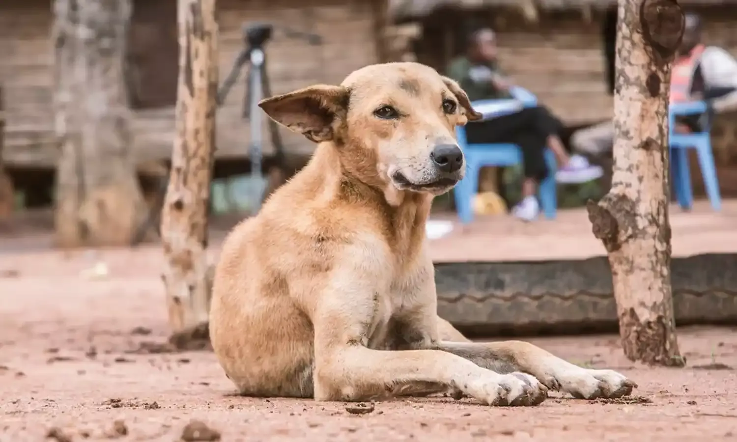 आवारा कुत्तों की समस्या पर सुप्रीम कोर्ट ने जारी किया सरकुलर, अदालत परिसर में बचा हुआ खाना फेंकने पर रोक