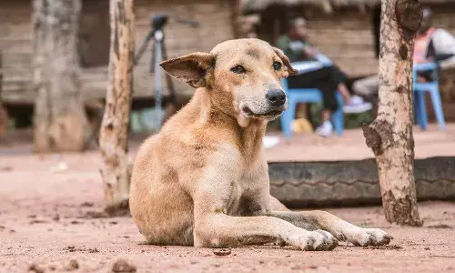 आवारा कुत्तों की समस्या पर सुप्रीम कोर्ट ने जारी किया सरकुलर, अदालत परिसर में बचा हुआ खाना फेंकने पर रोक