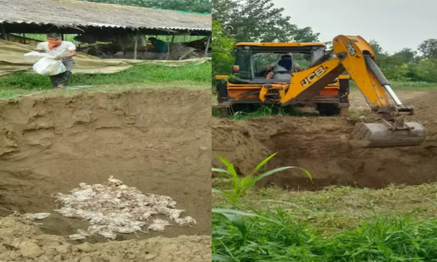 यूपी के इस जिले में बर्ड फ्लू का अलर्ट, चिकन-अंडों की बिक्री पर रोक