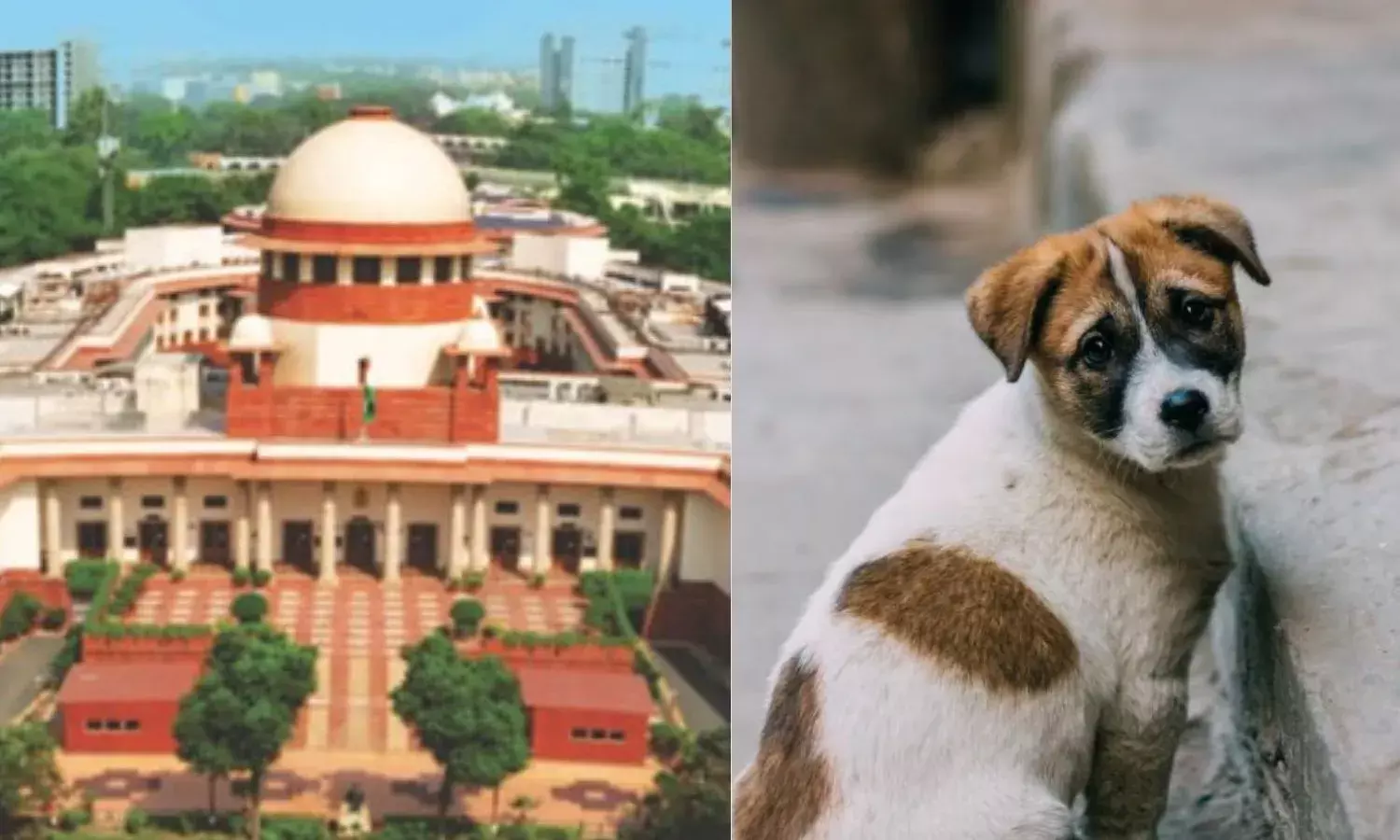 नसबंदी और टीकाकरण के बाद कुत्तों को उनके इलाके में छोड़ा जाए, आक्रामक कुत्ते रहेंगे शेल्टर होम में