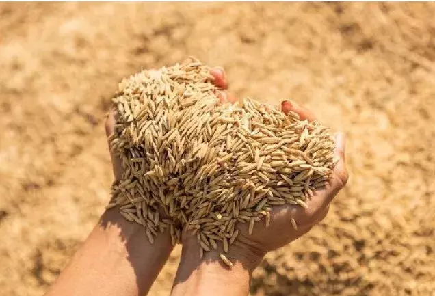 CG agriculture:15 नवंबर से धान खरीदी, संवेदनशील केंद्रों पर निगरानी