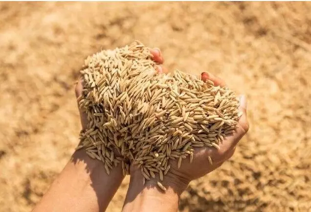 CG agriculture:15 नवंबर से धान खरीदी, संवेदनशील केंद्रों पर निगरानी