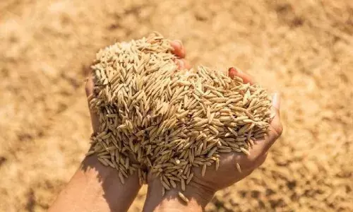 CG agriculture:15 नवंबर से धान खरीदी, संवेदनशील केंद्रों पर निगरानी