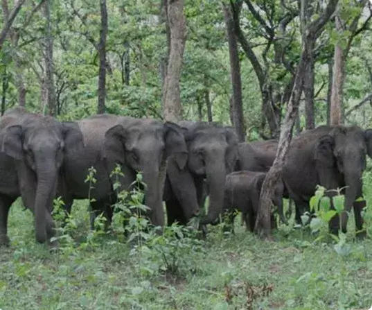जंगली हाथियों की आबादी पर मंडराता संकट जंगली हाथियों की आबादी पर मंडराता संकट