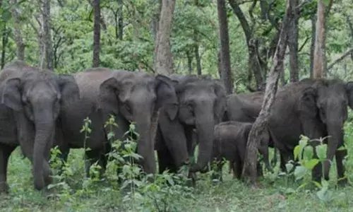 जंगली हाथियों की आबादी पर मंडराता संकट