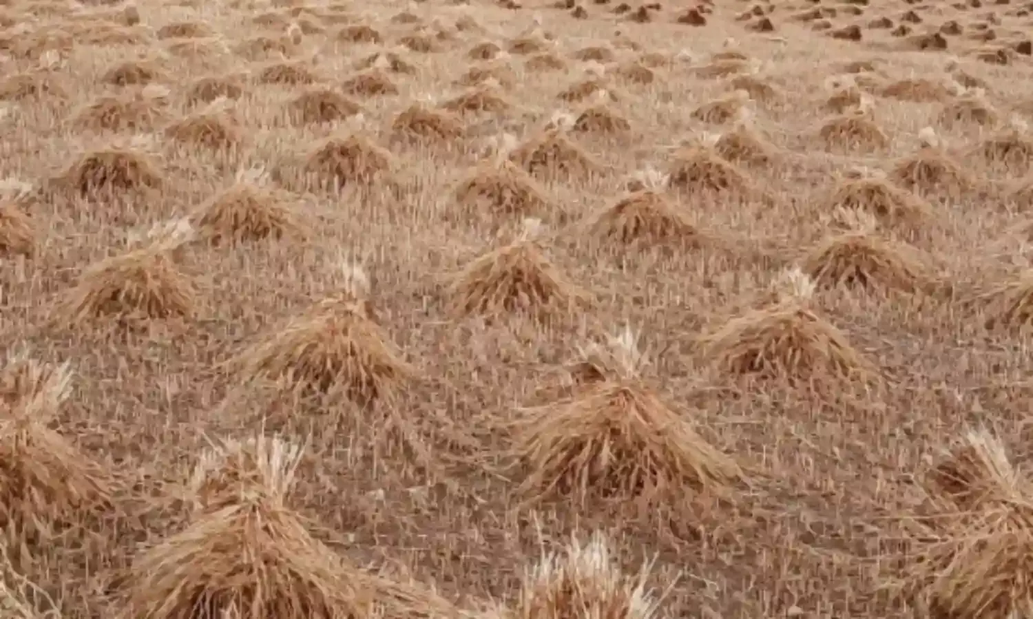 तूफानी बारिश ने निकाल दिए किसानों की आंख से आंसू