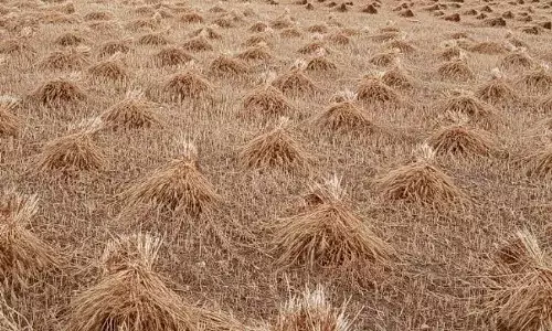 तूफानी बारिश ने निकाल दिए किसानों की आंख से आंसू