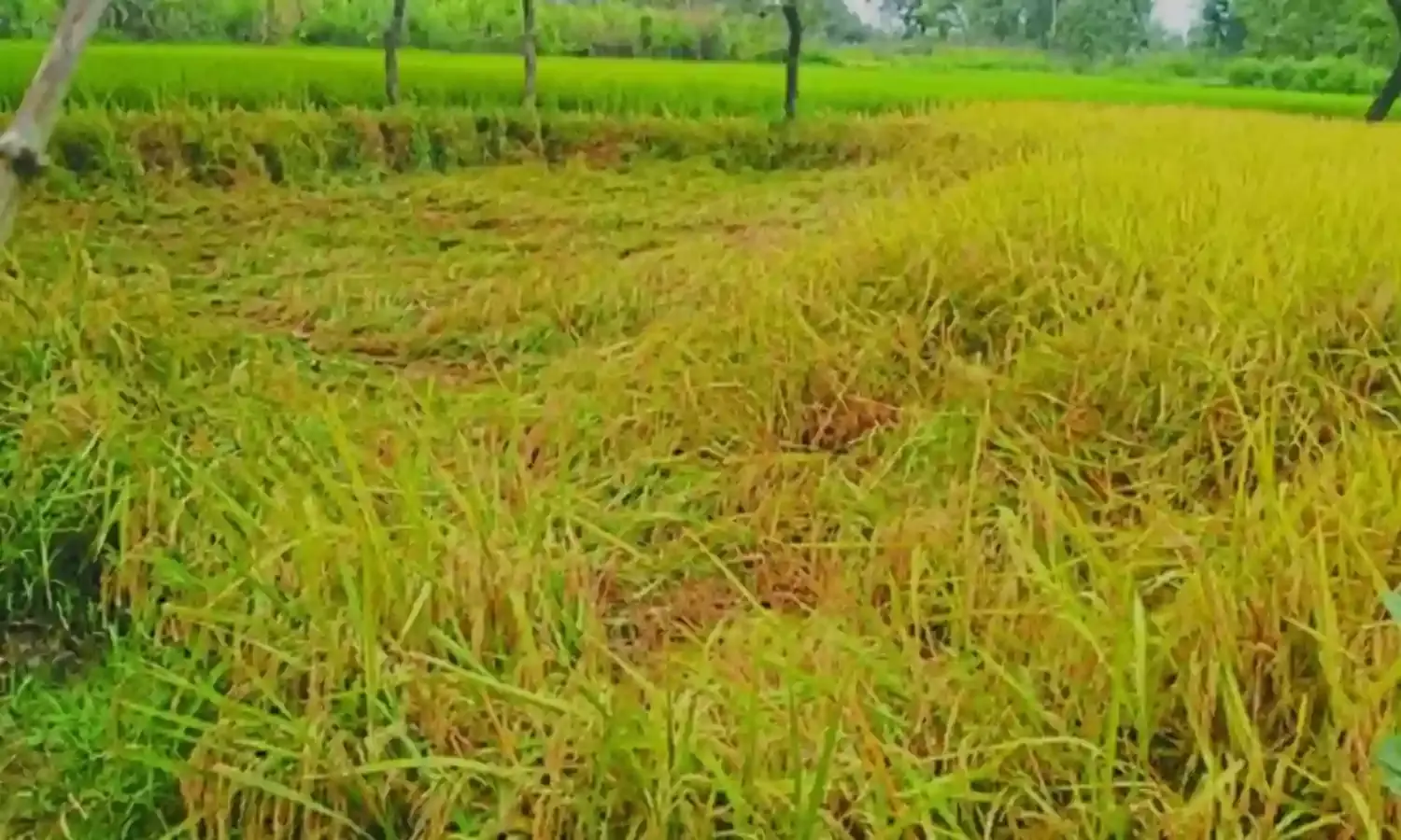 किसानों पर तिहरी मार: शीत ब्लास्ट थमने के बाद अब भूरा माहू का कहर