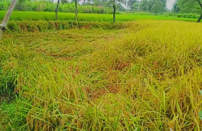 किसानों पर तिहरी मार: शीत ब्लास्ट थमने के बाद अब भूरा माहू का कहर