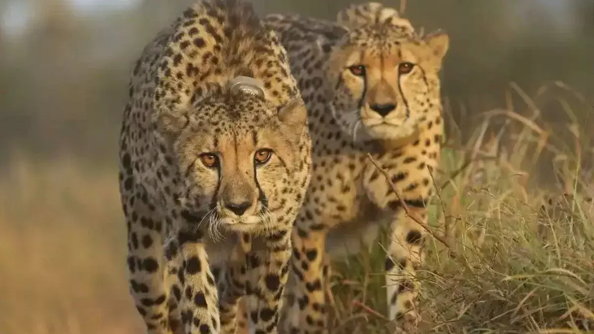 प्रोजेक्ट चीता के तहत दिसंबर में आठ और चीते लाए जाएंगे