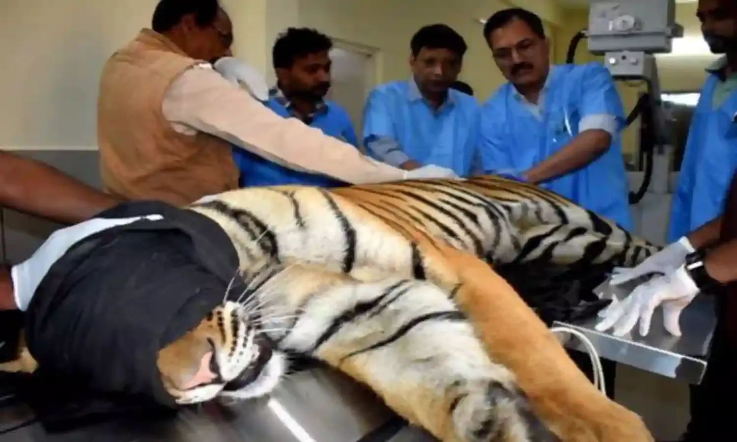पेंच टाइगर रिजर्व से रेस्क्यू हुआ नर बाघ, भोपाल वन विहार में उपचार शुरू