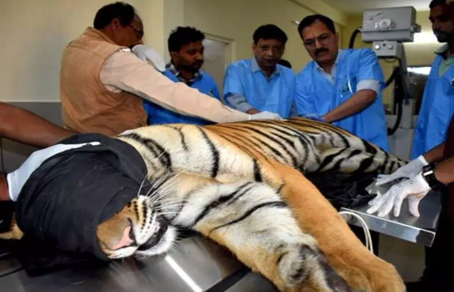 पेंच टाइगर रिजर्व से रेस्क्यू हुआ नर बाघ, भोपाल वन विहार में उपचार शुरू पेंच टाइगर रिजर्व से रेस्क्यू हुआ नर बाघ, भोपाल वन विहार में उपचार शुरू