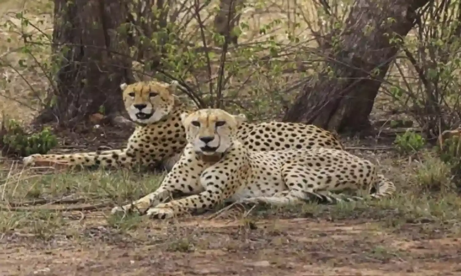 कूनो में बढ़ेगी जंगल की शान, अफ्रीका से भारत आ रहे 8 चीते