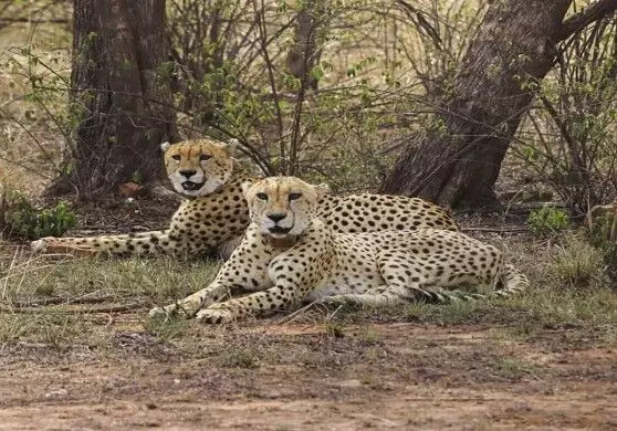 कूनो में बढ़ेगी जंगल की शान, अफ्रीका से भारत आ रहे 8 चीते