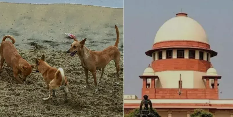 मूक प्राणियों के प्रति सहानुभूति गौण होती जा रही है... मूक प्राणियों के प्रति सहानुभूति गौण होती जा रही है...