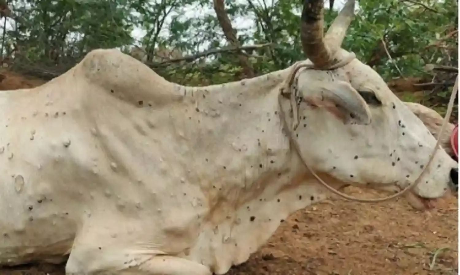 राजधानी सहित कई जिलों में लंपी संक्रमण बन रहा मौत का कारण