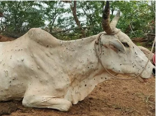 राजधानी सहित कई जिलों में लंपी संक्रमण बन रहा मौत का कारण