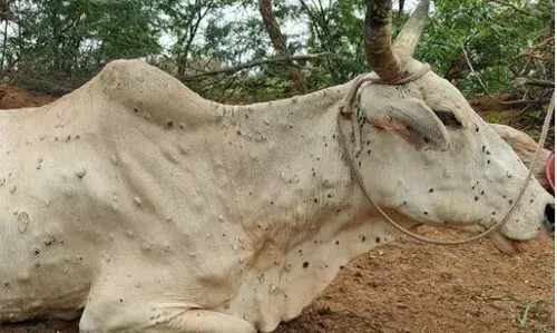 राजधानी सहित कई जिलों में लंपी संक्रमण बन रहा मौत का कारण राजधानी सहित कई जिलों में लंपी संक्रमण बन रहा मौत का कारण