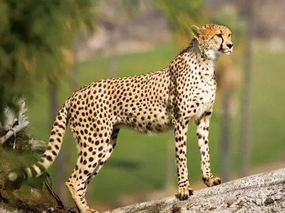 नए साल पर मिलेगी बोत्सवाना से चीतों की सौगात नए साल पर मिलेगी बोत्सवाना से चीतों की सौगात