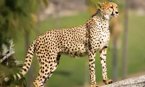 नए साल पर मिलेगी बोत्सवाना से चीतों की सौगात
