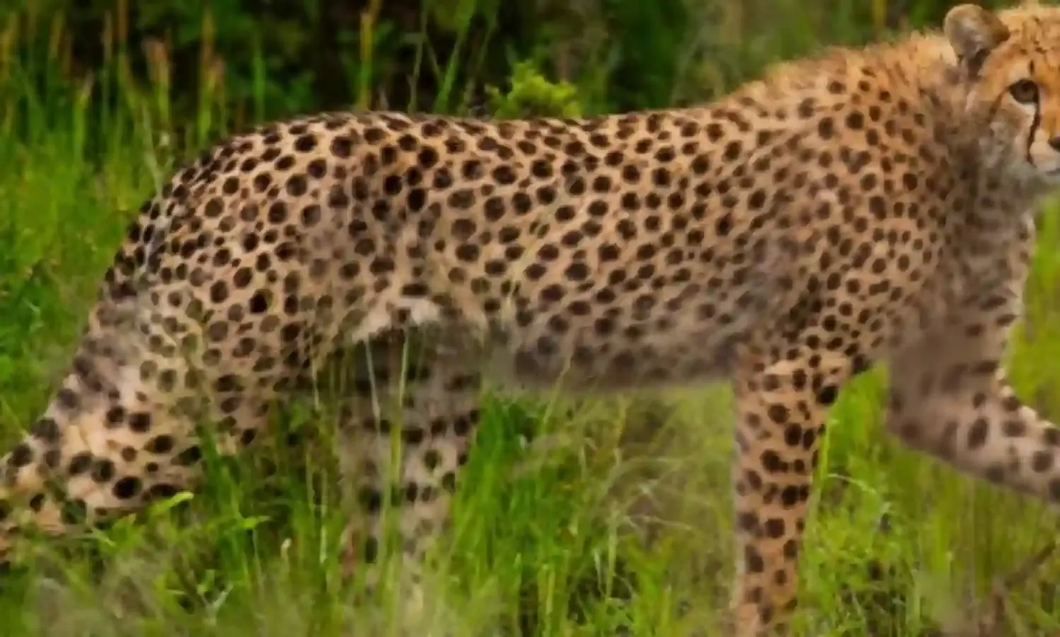 चीता और बाघों को वायरस से सुरक्षित करने की तैयारी