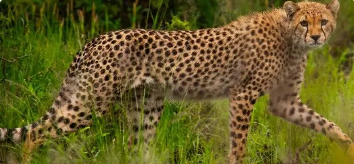 चीता और बाघों को वायरस से सुरक्षित करने की तैयारी