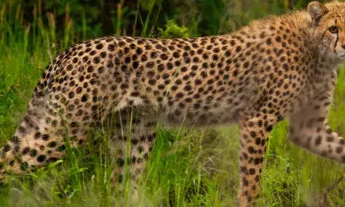 चीता और बाघों को वायरस से सुरक्षित करने की तैयारी