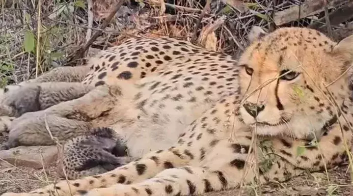 कूनो से फिर आई खुशखबरी, भारत में जन्मी मुखी ने पांच शावकों को दिया जन्म