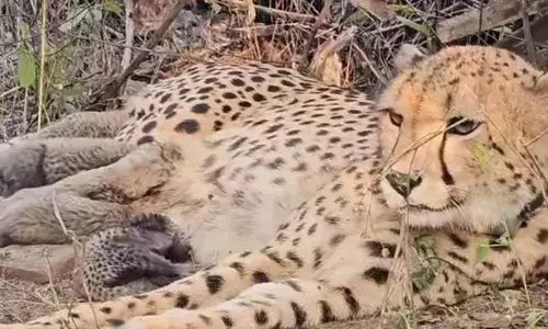 कूनो से फिर आई खुशखबरी, भारत में जन्मी मुखी ने पांच शावकों को दिया जन्म