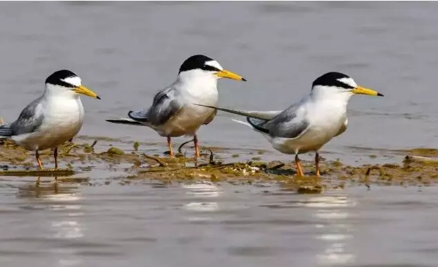 कोपरा जलाशय को मिलेगा रामसर स्थल का दर्जा, राज्य ने केंद्र को भेजा प्रस्ताव