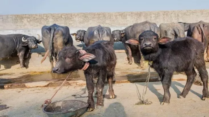 राजधानी में मवेशी की आड़ में हो रहा लैंड जिहाद