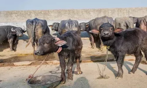 राजधानी में मवेशी की आड़ में हो रहा लैंड जिहाद