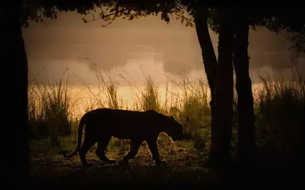 आज से मध्य प्रदेश के टाइगर रिजर्व के बफर में नाइट सफारी बंद