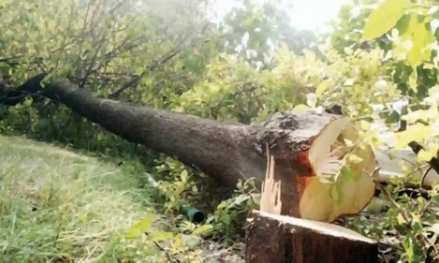 सत्र के बीच सुरक्षा में सेंध! आरी लेकर विधानसभा पहुंचे चोर, तीन चंदन के पेड़ कटे