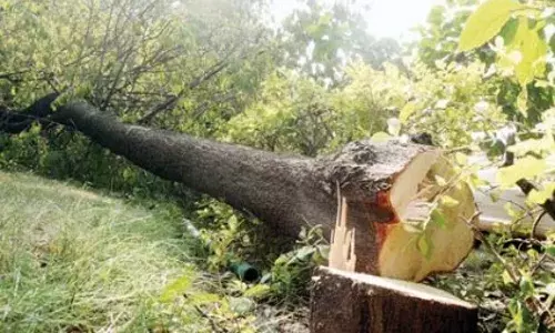 सत्र के बीच सुरक्षा में सेंध! आरी लेकर विधानसभा पहुंचे चोर, तीन चंदन के पेड़ कटे